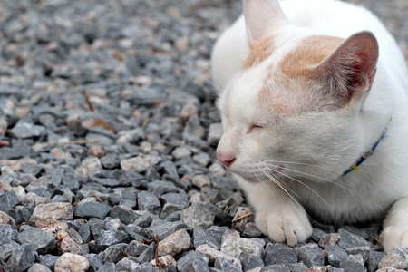 睡猫