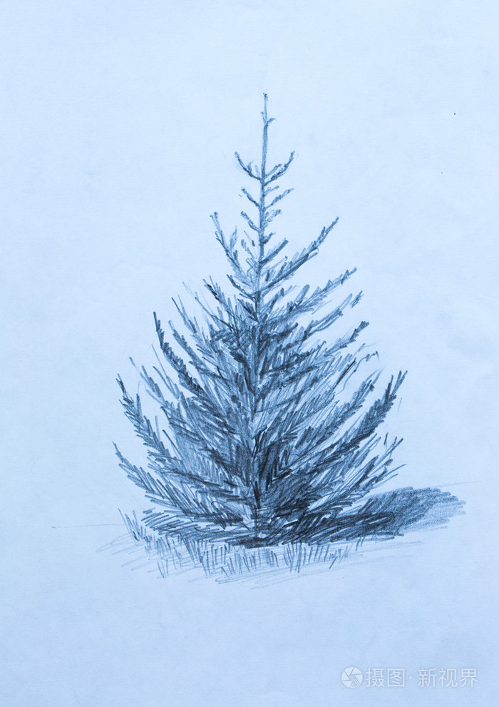 松树铅笔素描