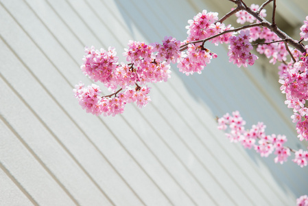 樱花花或樱花