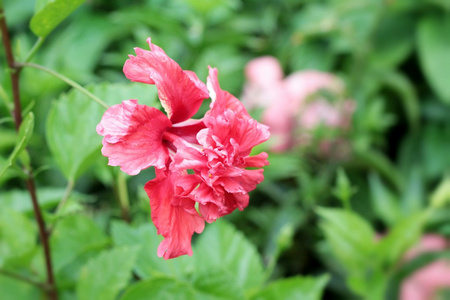 芙蓉花红色花与性质