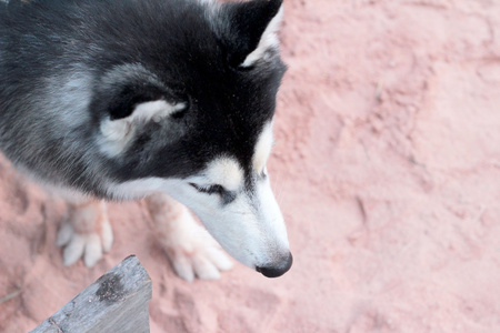 哈士奇狗坐在沙滩上
