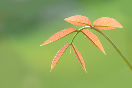 芒果离开，软顶的绿色背景上树分离