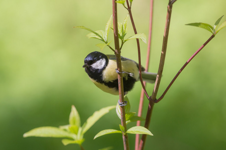 titmouse 的肖像