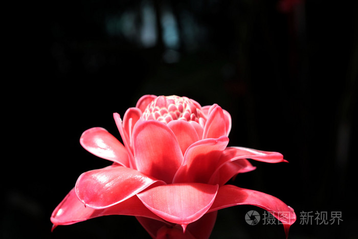 etlingera 丽格或红色火炬姜-大自然中的红色花朵
