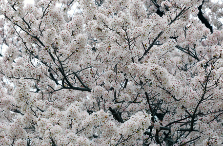 樱花白樱花背景