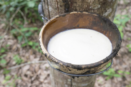 乳白色的乳胶橡胶树在碗里照片