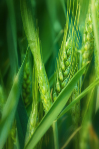 农业耕地的绿色小麦头