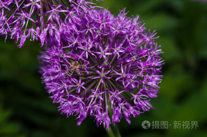 关闭一些韭菜花的
