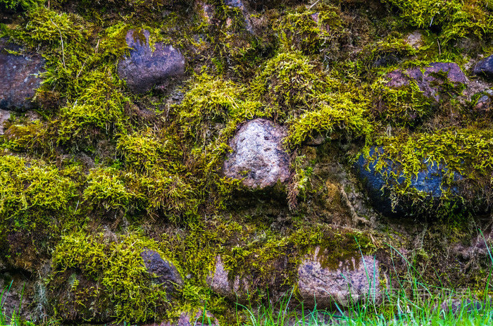 石头墙上长满了苔藓的特写