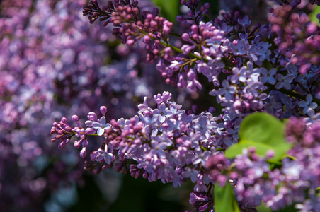 紫丁香灌木。 有春天丁香花的树枝。 丁香在五月开花。 花园里的丁香花丛