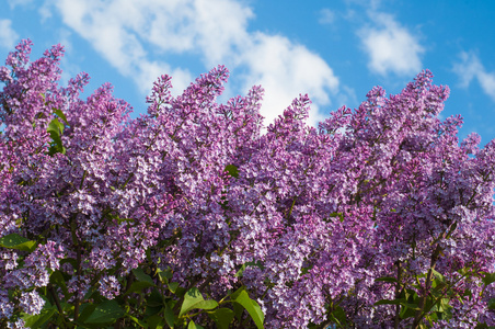 丁香花