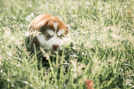 看在绿色草地上的可爱哈士奇小狗