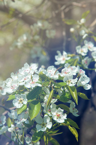 苹果的花朵