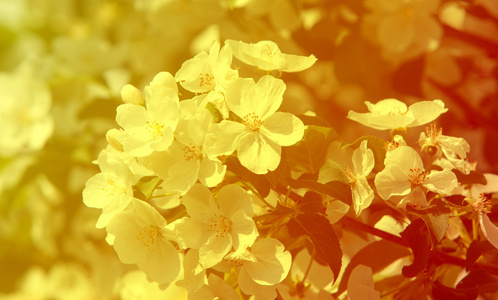 苹果花。 花园里盛开的苹果树