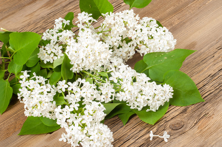 丁香花。 有紫色或白色芳香花的大型花园灌木。