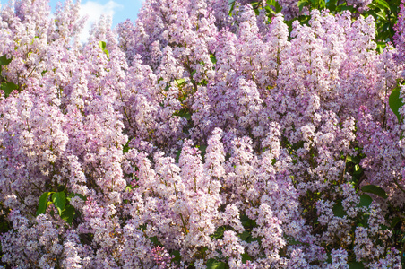 丁香花