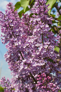 丁香花。 有紫色或白色芳香花的大型花园灌木。