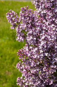 丁香花