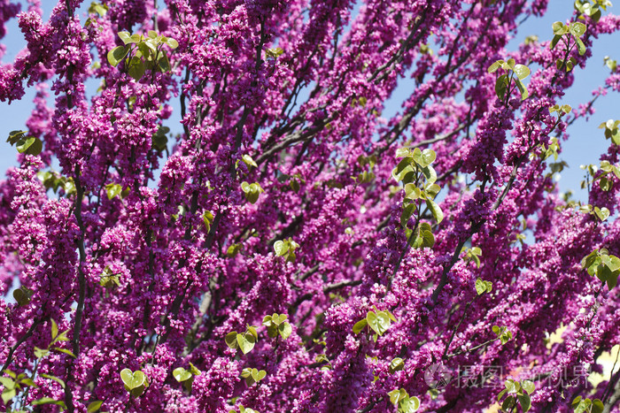 明亮的粉红色开花的树照片-正版商用图片1j5c41-摄图新视界