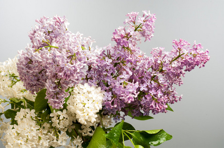 丁香花。 有紫色或白色芳香花的大型花园灌木。