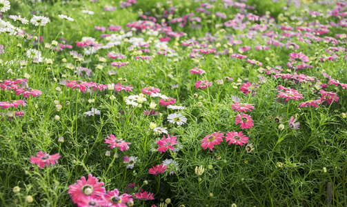 花园里的花