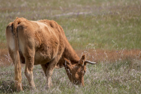 棕色奶牛放牧的牧场