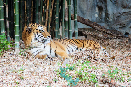 老虎是宁静和轻松的在动物园里图片