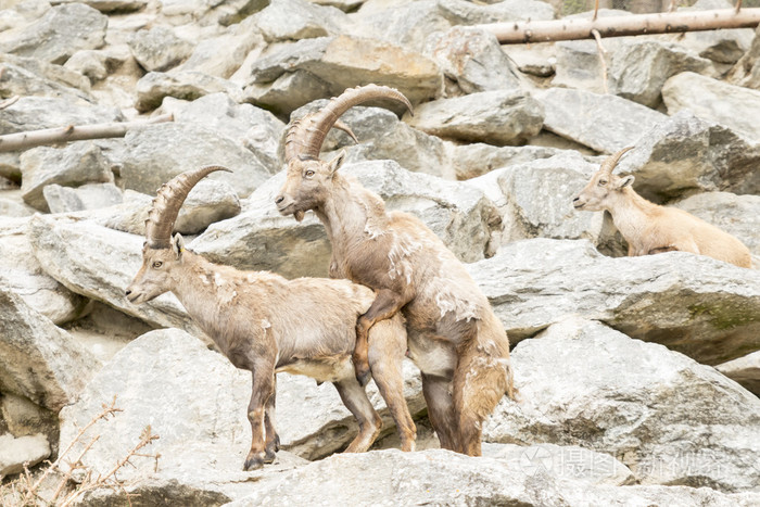 高山 ibex