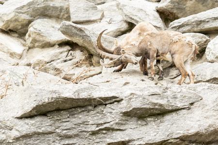 高山 ibex