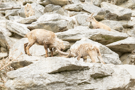 高山 ibex