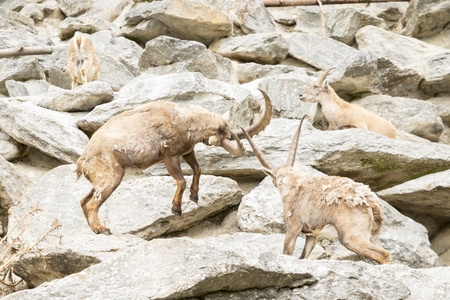 高山 ibex