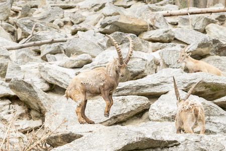 高山 ibex