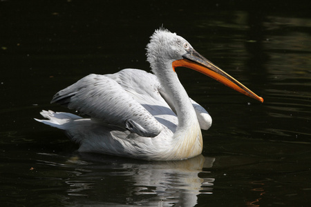 达尔马提亚电影Pelecanus crispus