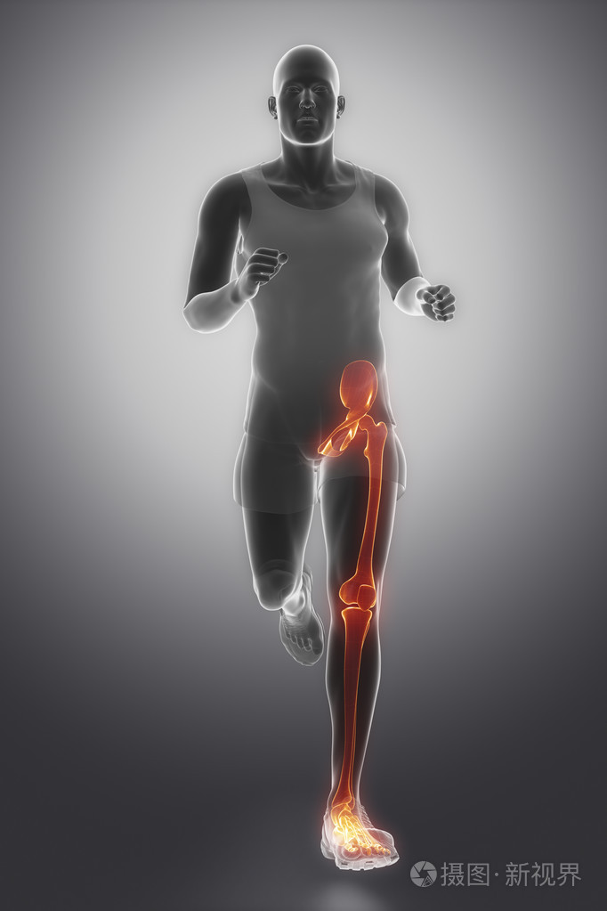 运行与腿关节解剖的人