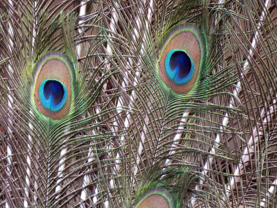 孔雀的尾巴羽毛照片