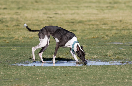 狗从水坑在公园喝水