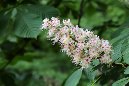 栗花