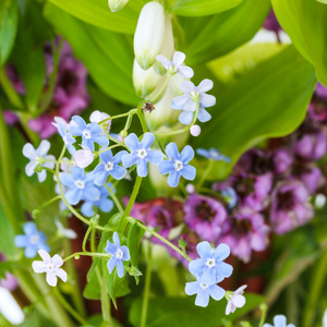 对绿色夏季花坛的园林花卉图片