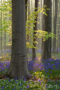 山毛榉森林与蓝铃花在春天