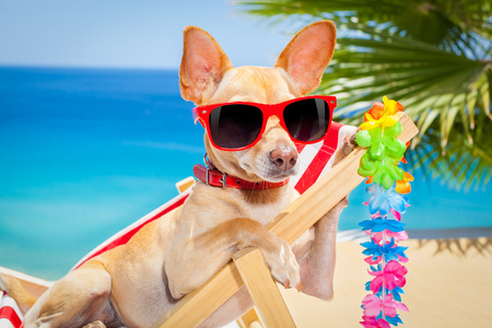 狗的暑假假期