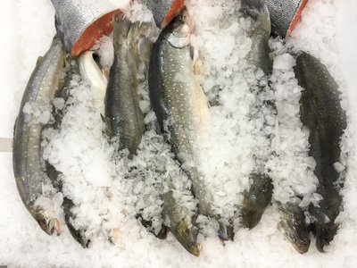 鱼在冰面上市场