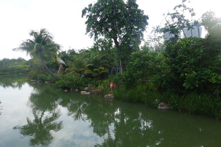 沿着小河里生长的椰子棕榈树