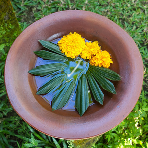 在锅上的花图片