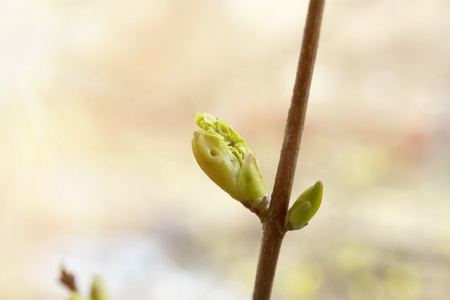 春天开花的树芽唤醒自然背景柔情选择性柔软的焦点