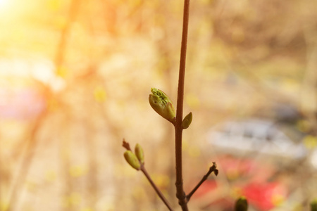 春天开花的树芽唤醒自然背景柔情选择性柔软的焦点