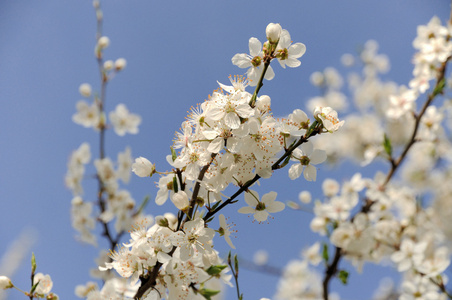 一束束白花