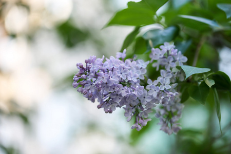盛开的丁香树分支选择性焦点软模糊健美的照片春天的花朵