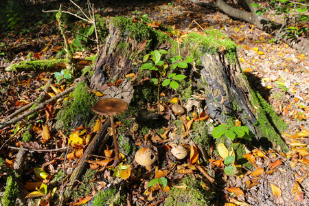 蘑菇生长在一棵树在森林里残端