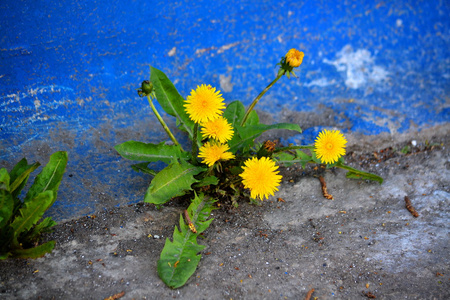 flowerses 的草原