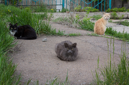 三只无家可归的猫离开收容所去寻找食物